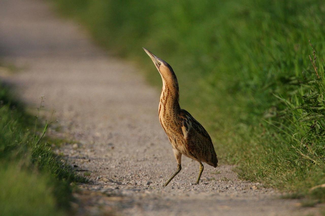 Fewo Im Naturschutzgebiet Hiddenhausen Buitenkant foto