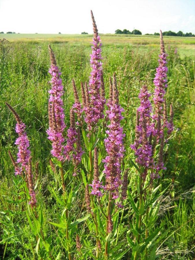 Fewo Im Naturschutzgebiet Hiddenhausen Buitenkant foto
